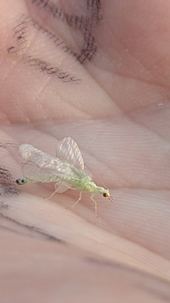 Mar you green lacewing baby af
