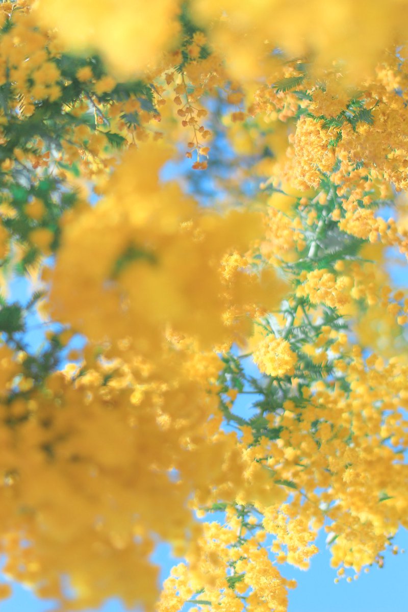 ミモザと陽だまりってなんだか似てる。