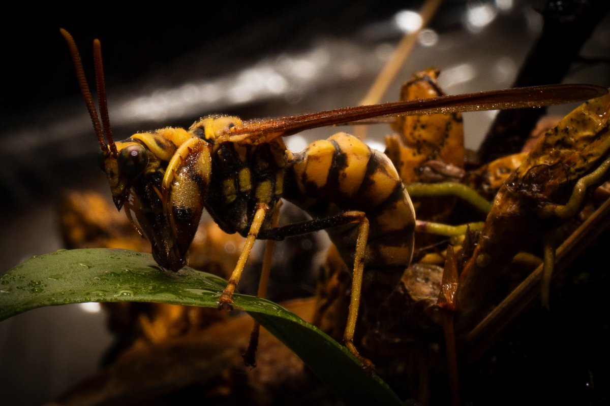 ying_741395's tweet photo. Mantispidae
📷：Canon Eos R7
lens： EF 70-200 f/2.8L IS ll USM

Date：2026.03.03 https://t.co/6qKgmw26Al