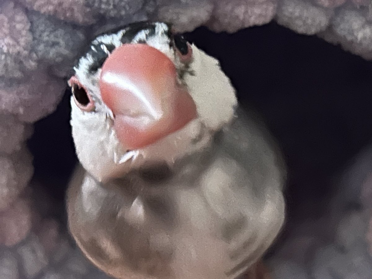 マリモン♥🕊 tweet media