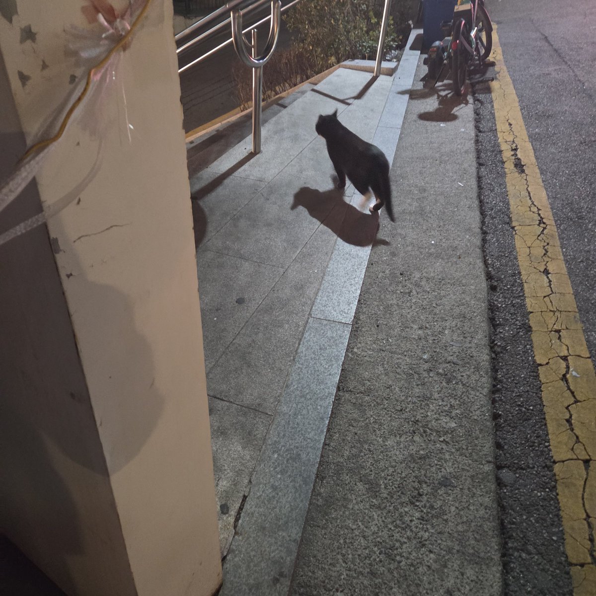 moon_A97's tweet photo. 매장주변 지나가던 고양이 포착 https://t.co/OiUaN7RFL0