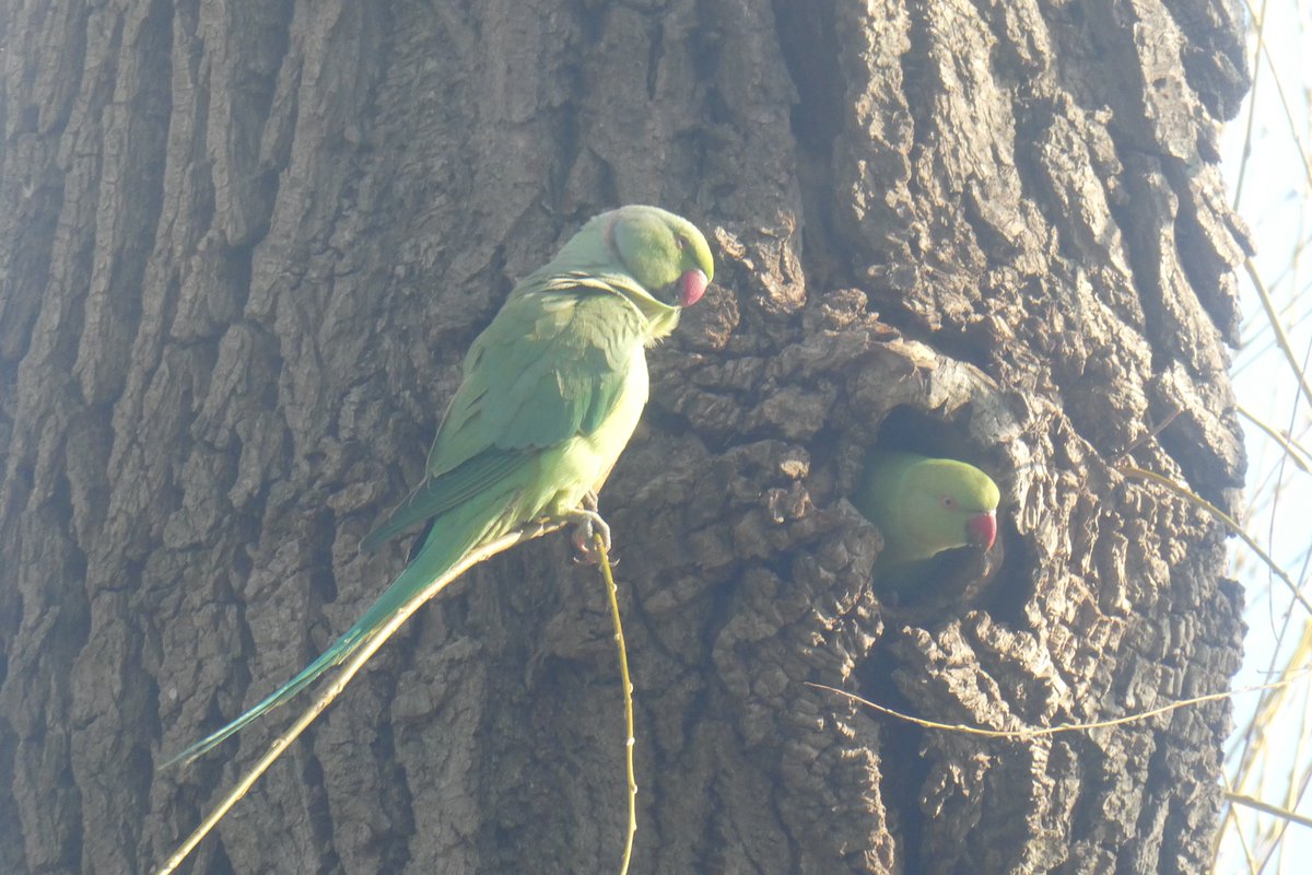 dvanduuren1's tweet photo. Daily Picture Theme Photo Challenge

from: @DailyPicTheme2

Today's Choice:
- Two -
🦜

Two 
Rose-Ringed Parakeets

in our nearby Park,
One Week Ago

#DailyPictureTheme #PhotoChallenge #twotime #fun #inspirational #Two #twee #dos #zwei #deux #birds #BirdsSeenIn2026 #parakeets https://t.co/yWxQZwJmQo