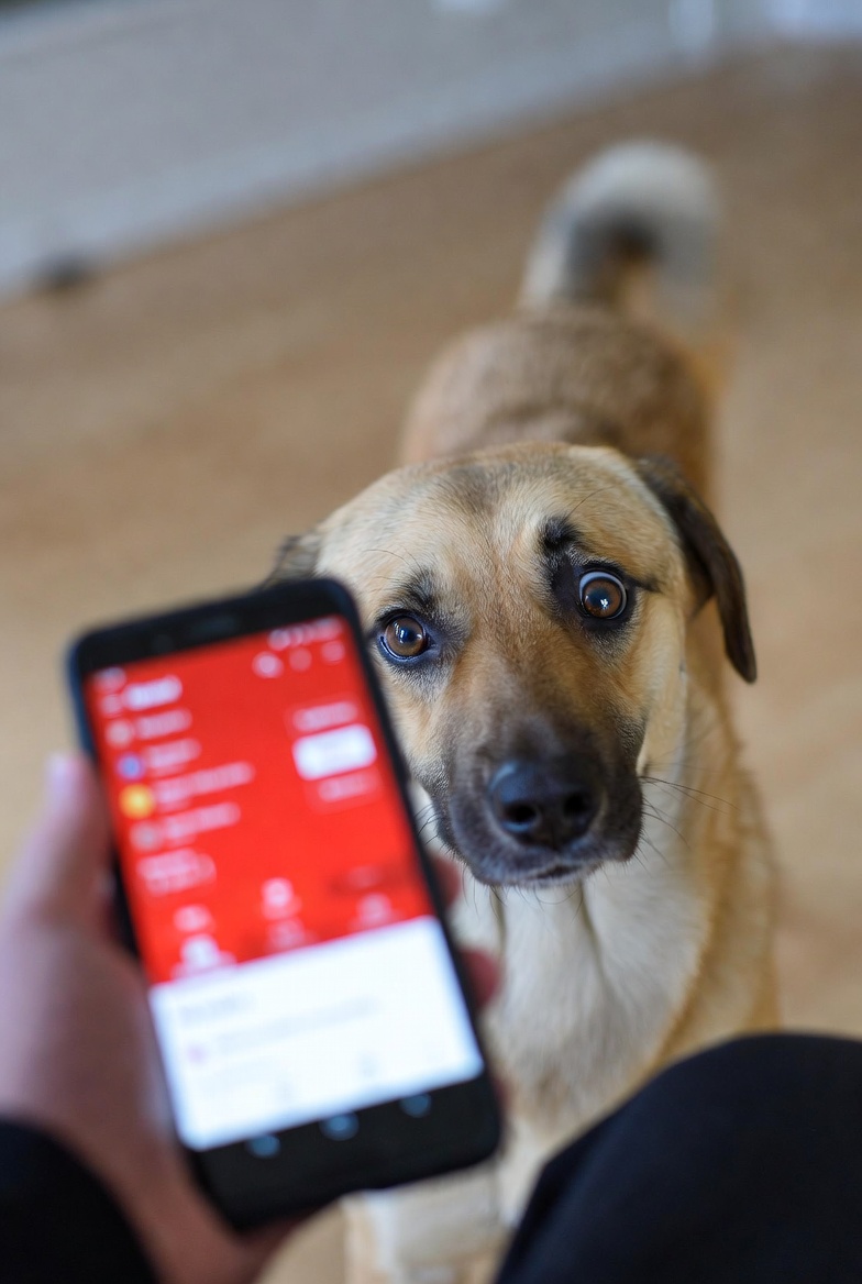 pumpchemy's tweet photo. Spent time explaining memecoin madness to my dog today and he just gave me that confused stare at the red screen. Entertaining story of life in the degen vibes. What I've noticed – animals might have the right idea sometimes 🐶 #DegenVibes #CryptoFun https://t.co/7ee48r6M0T