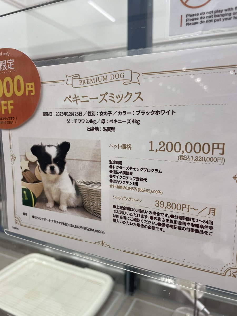 小可爱，你也太贵了吧😄