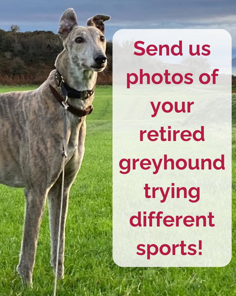 Dunstall Park Greyhound Stadium tweet media