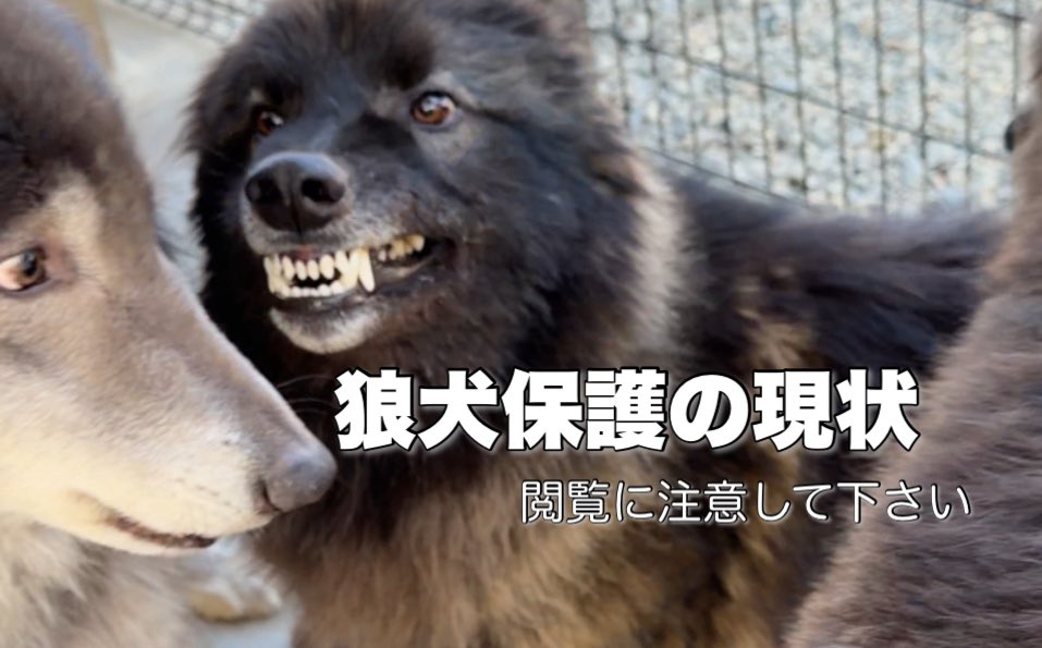 ローズウルフ🌹🐺ウルフドッグ犬舎 tweet media