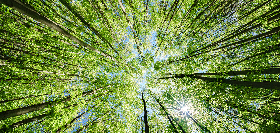 UGT_Comunica's tweet photo. 🟢 Nace la Alianza por la Restauración de la Naturaleza en España para situar la recuperación ecológica en el centro de la agenda pública

➡️ Una treintena de organizaciones sociales y ecologistas, de la que forma parte #UGT, impulsan una alianza estatal para reforzar la restauración de la naturaleza y promover un ambicioso Plan Nacional de Restauración

🔗Léelo aquí https://t.co/G63JvnqHmm