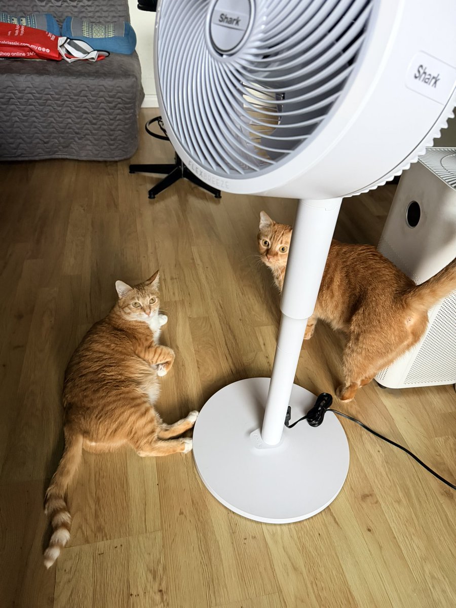 GingerBois tweet media