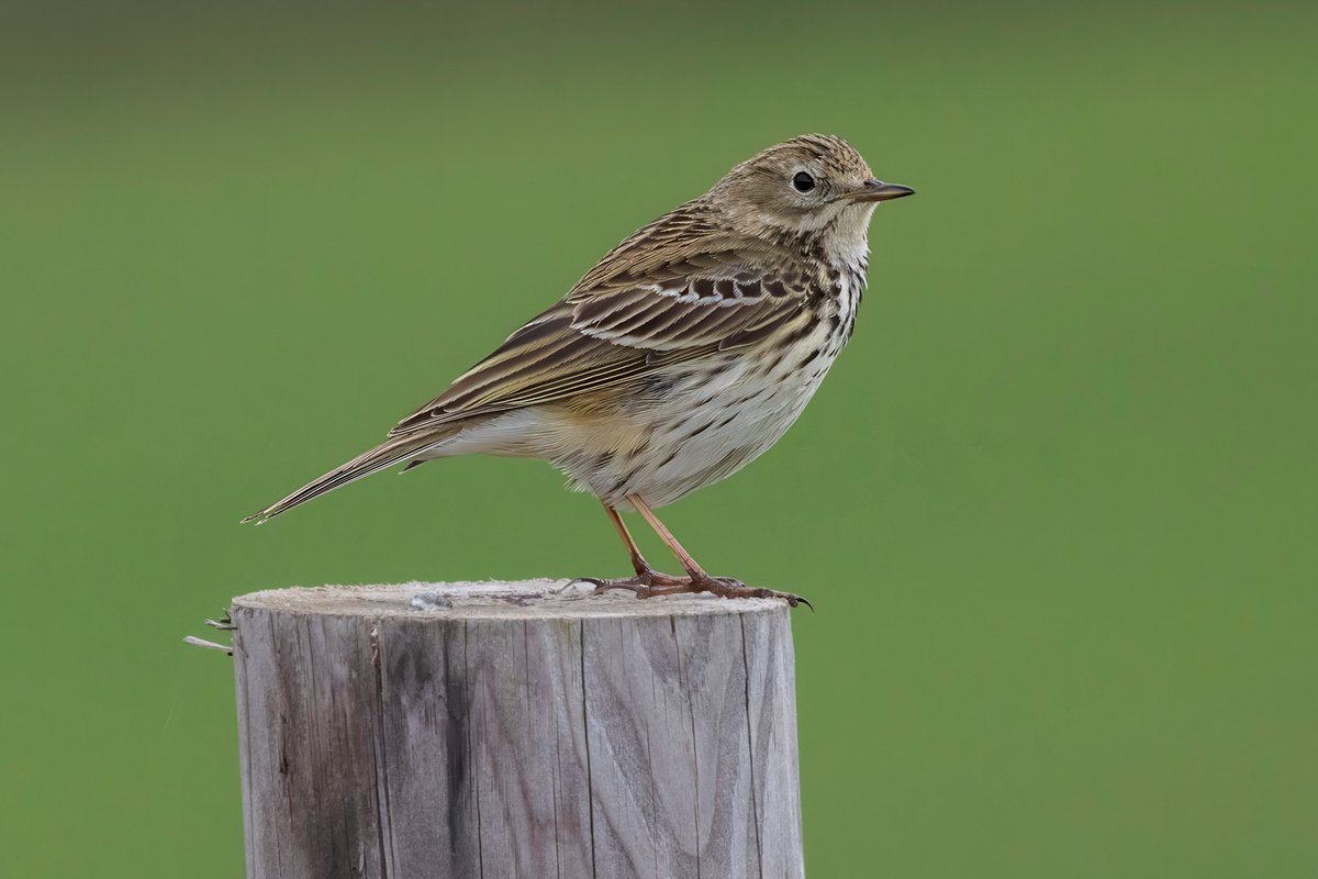 david butcher tweet media