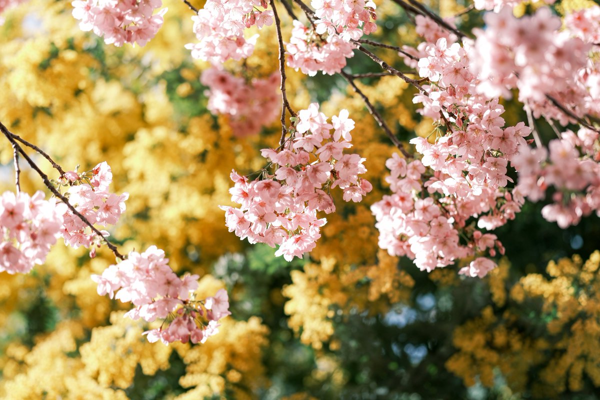 PenPen339's tweet photo. 花便り https://t.co/hpuBtn96LS