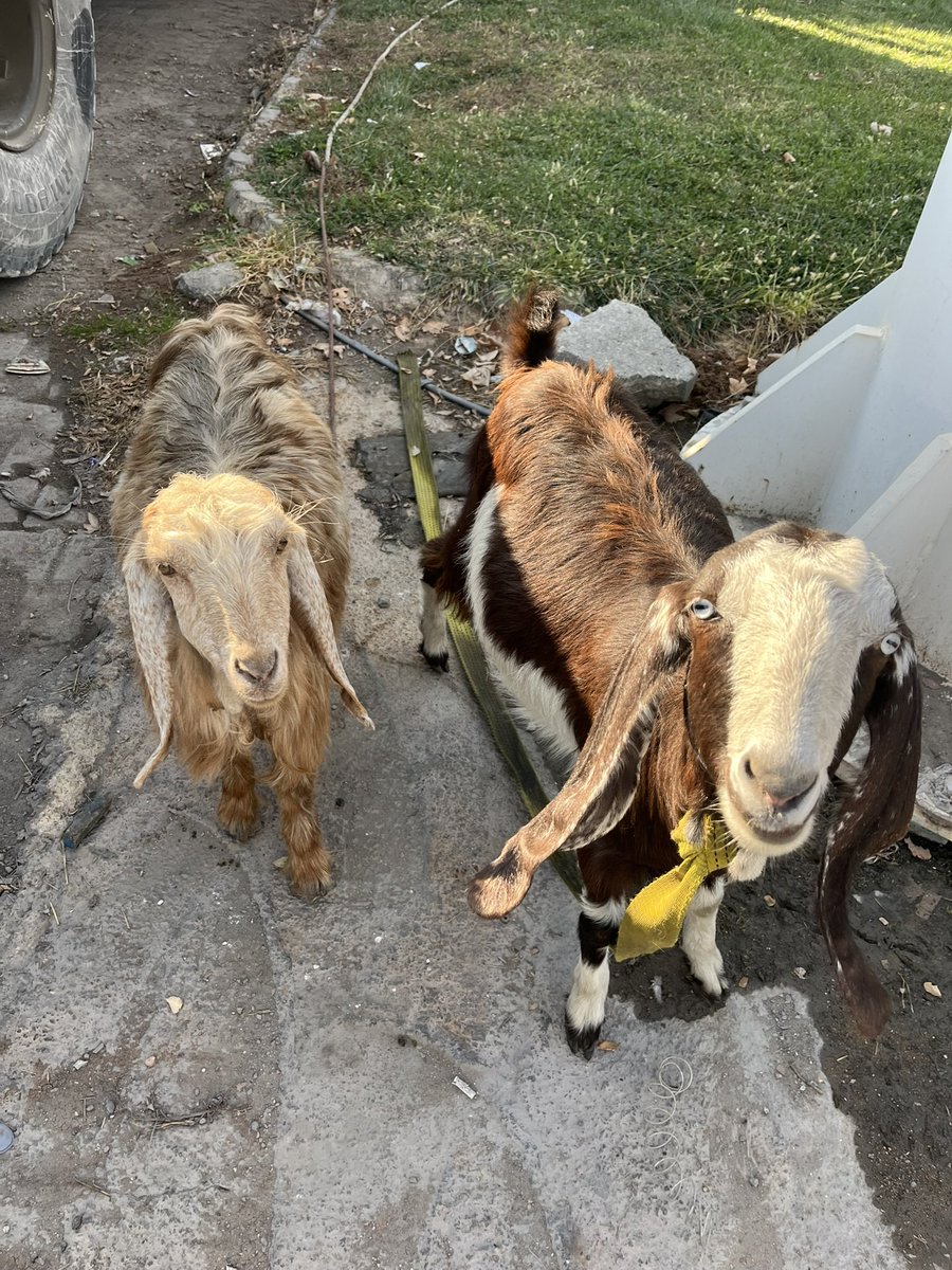 Çok şükür Allahım bu sene de kurbanlıklar ayağımıza kaçıp gelmiş