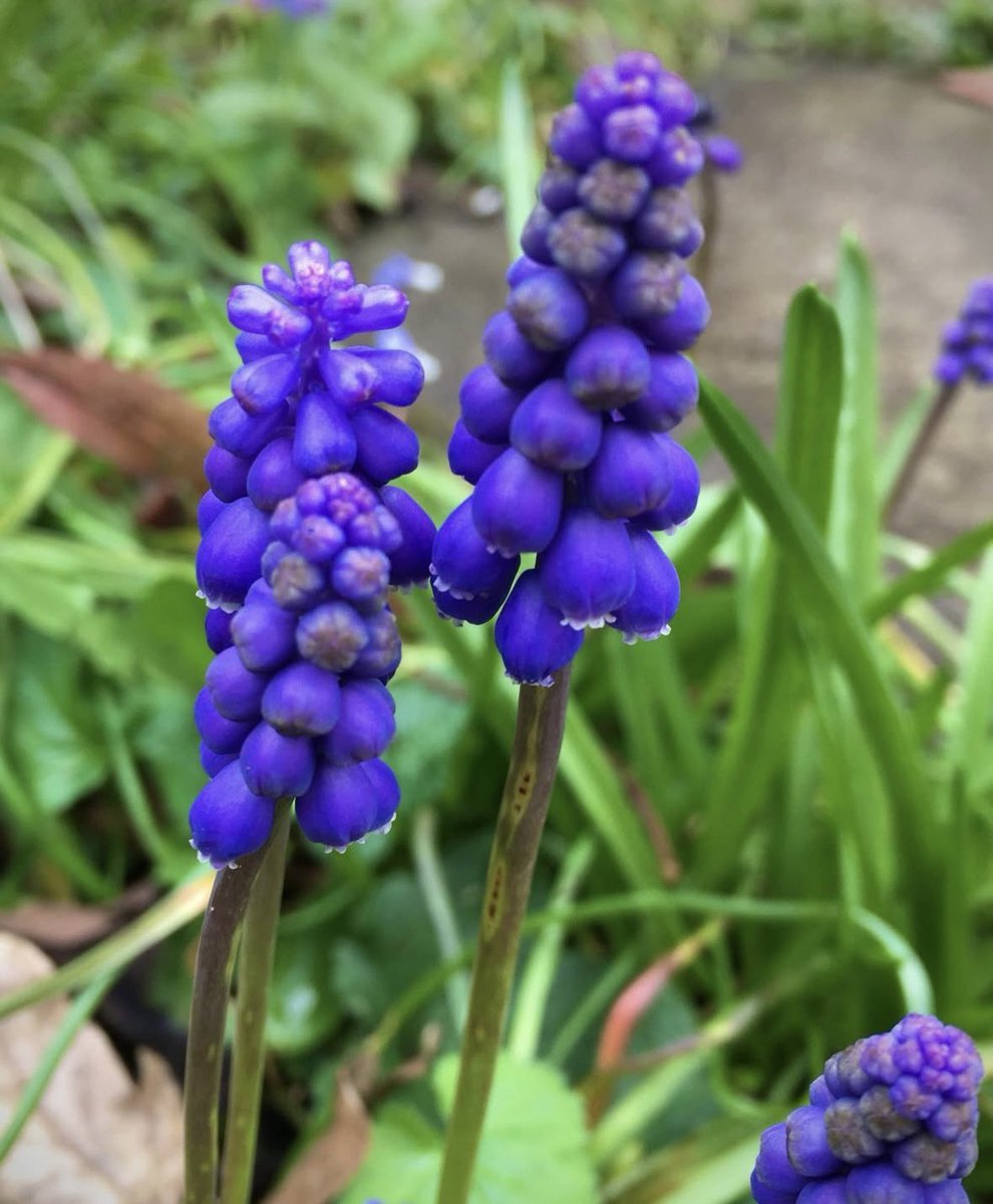 Sarahflowers50's tweet image. Good morning. The Muscari or Grape Hyacinth as some call it has started to come into flower. Happy Tuesday 
#GardeningX #SpringIsComing