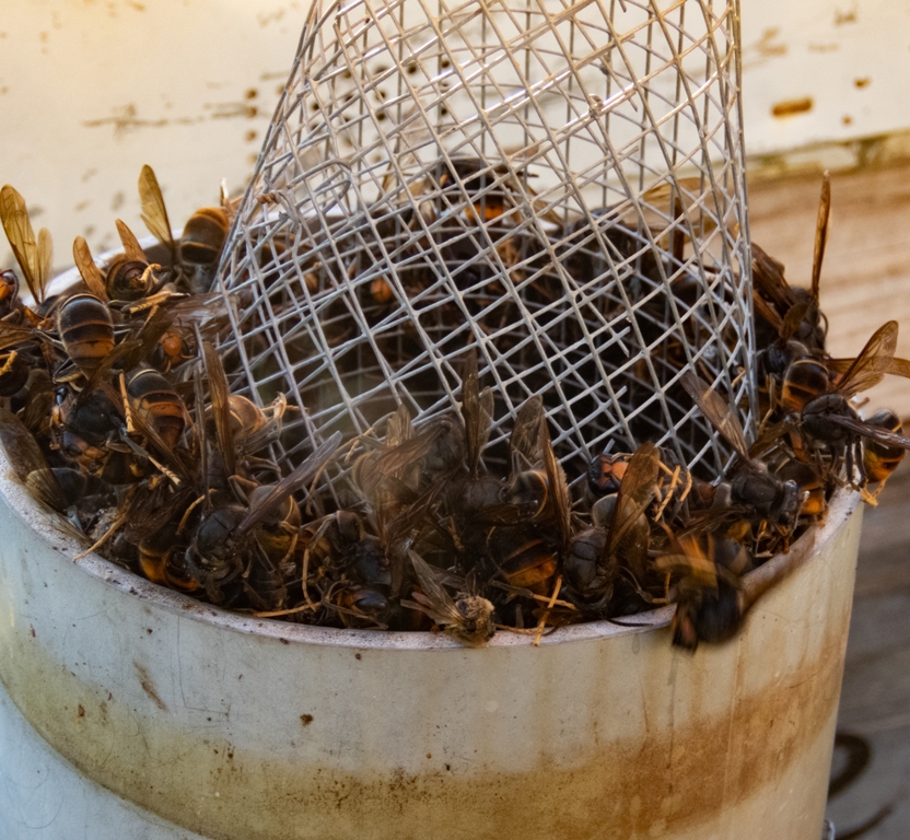 L’Escola de Natura de #Badalona presenta una activitat per conèixer la vespa asiàtica i l’amenaça que representa

▪️ Es farà dissabte 7 de març i comptarà amb la col·laboració d’apicultors experts i un taller de construcció de paranys per capturar-les

ℹ️ badalona.cat/ca/actualitat/…