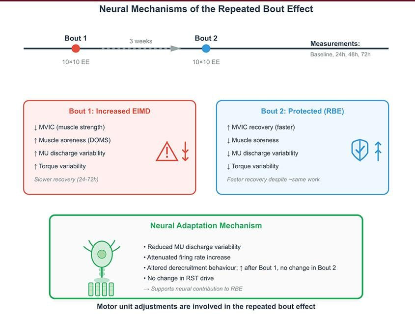 Physio Explored tweet media