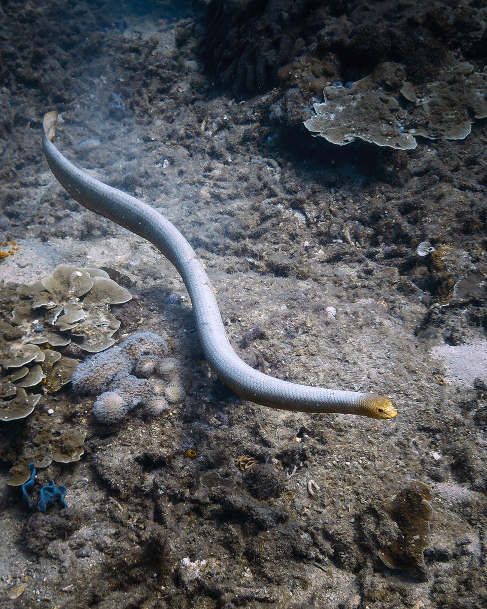 BahaAdventures's tweet photo. Sea snakes at Keppel Island https://t.co/uUF3OvgeU2