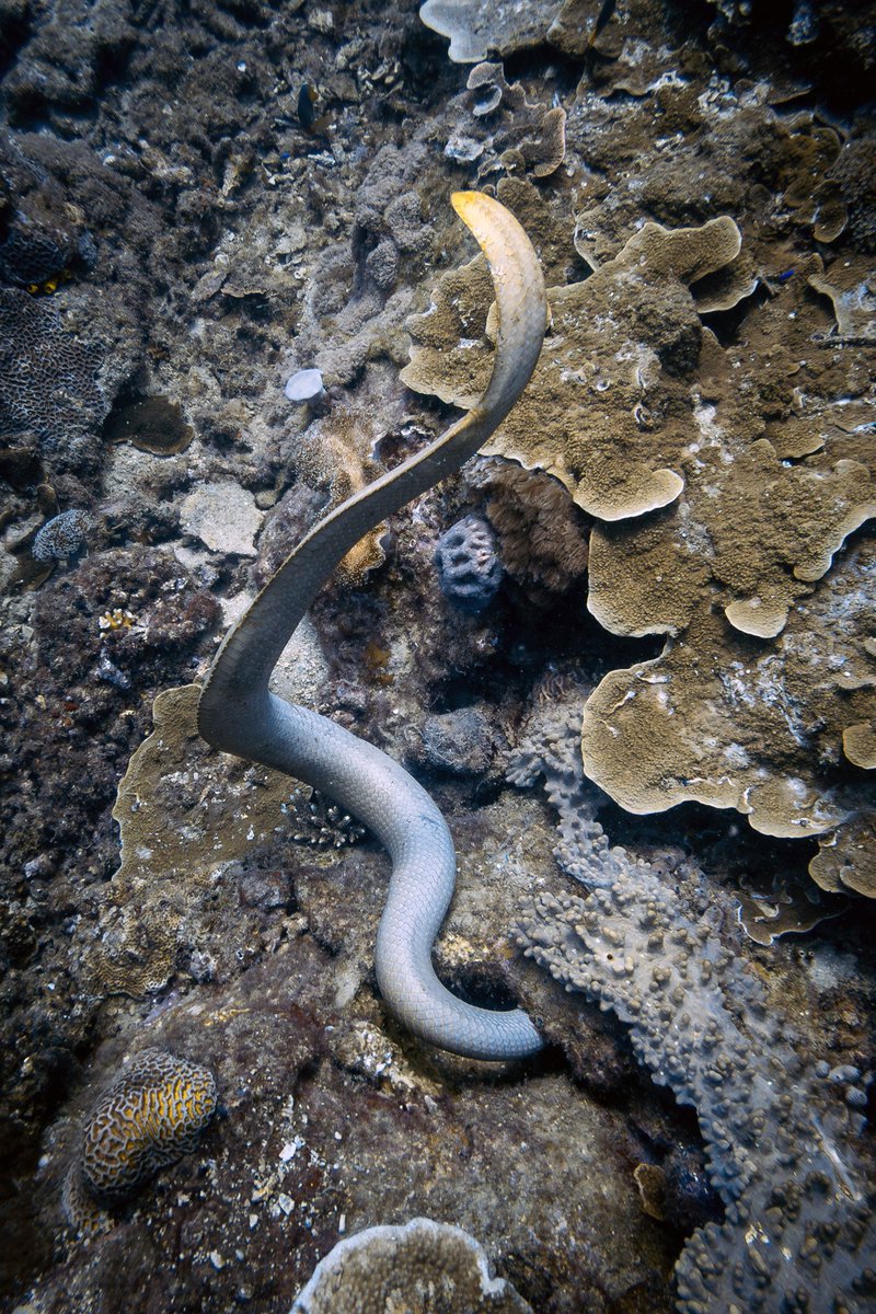 BahaAdventures's tweet photo. Sea snakes at Keppel Island https://t.co/uUF3OvgeU2