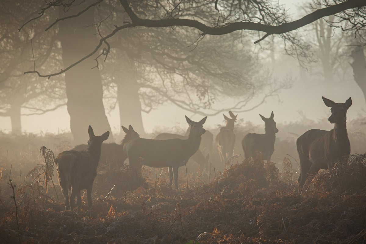 春が近づくころ、
群れの中の距離がわずかに動く。

争いになるほどではない。
声を荒げるわけでもない。

ただ、
並ぶ順番が入れ替わったり、
いつも隣にいた個体が少し離れたりする。

攻撃というより、
位置の調整に近い。

季節が変わる前に、
関係の立ち位置が静かに動く。

野生動物は、