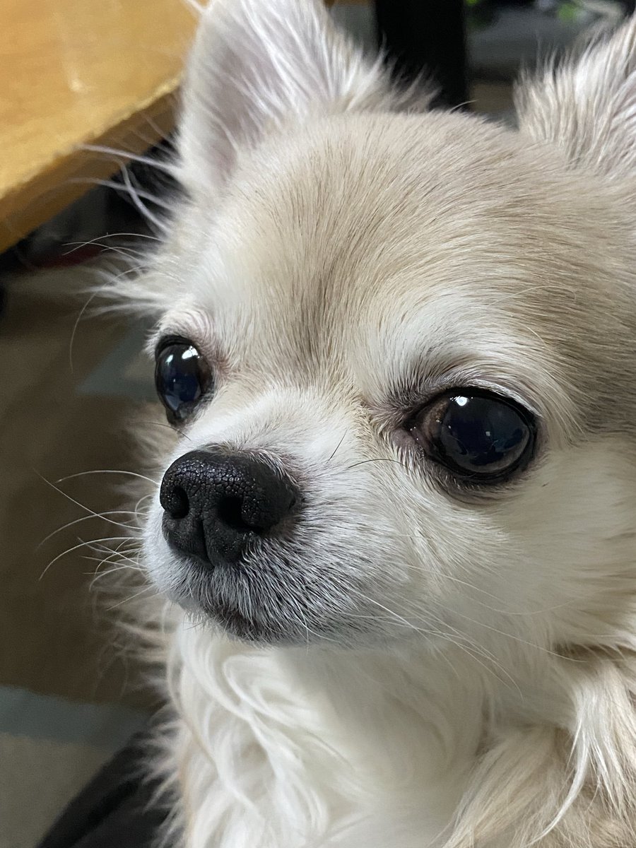 momo_2160's tweet photo. ももちゃんの
身体の中に
チャッピーの
魂の欠片が……

だからか
2人が重なる
時がある

チャッピーは
お空に行っ��後
修行をして
今は家族を守り
あたしの傍に
いつも居るの

お母さん
寂しくないでしょ❓
って…… https://t.co/v68AA6nUjB