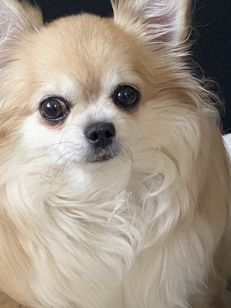 momo_2160's tweet photo. ももちゃんの
身体の中に
チャッピーの
魂の欠片が……

だからか
2人が重なる
時がある

チャッピーは
お空に行っ��後
修行をして
今は家族を守り
あたしの傍に
いつも居るの

お母さん
寂しくないでしょ❓
って…… https://t.co/v68AA6nUjB