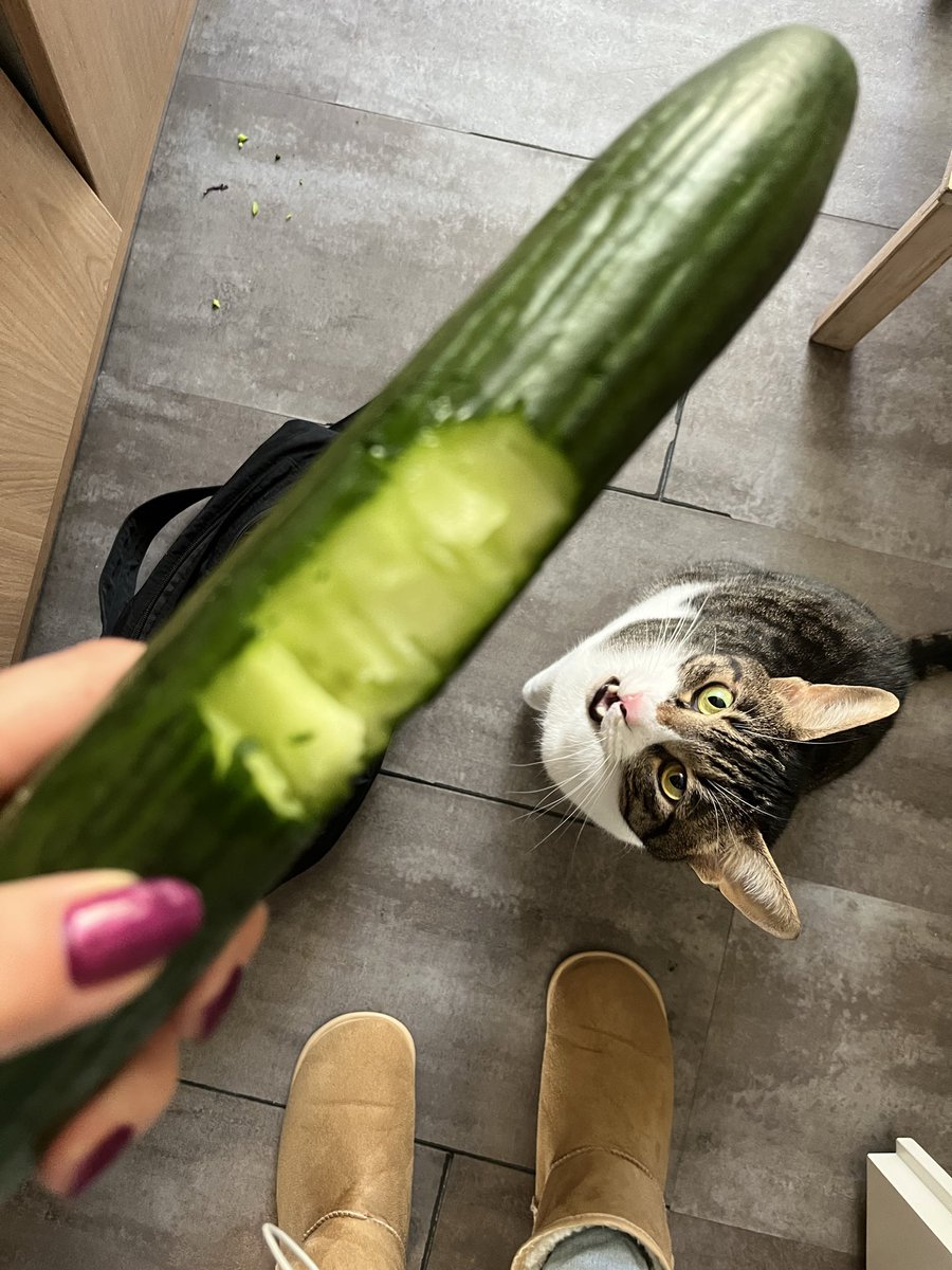 TaSTěmaKočkama tweet media