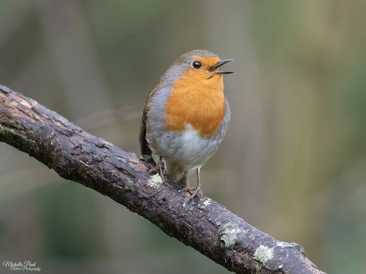 Michelle Paul tweet media