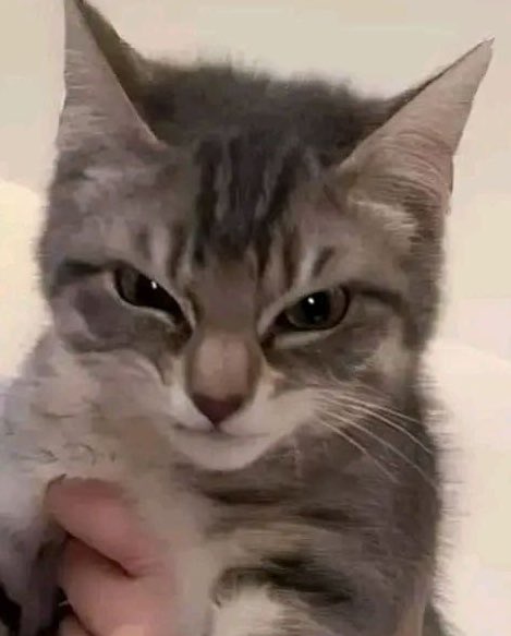 810chive's tweet photo. i love catsan sm!! nyang ₍^. .^₎Ⳋ https://t.co/ViAJPsiEHx