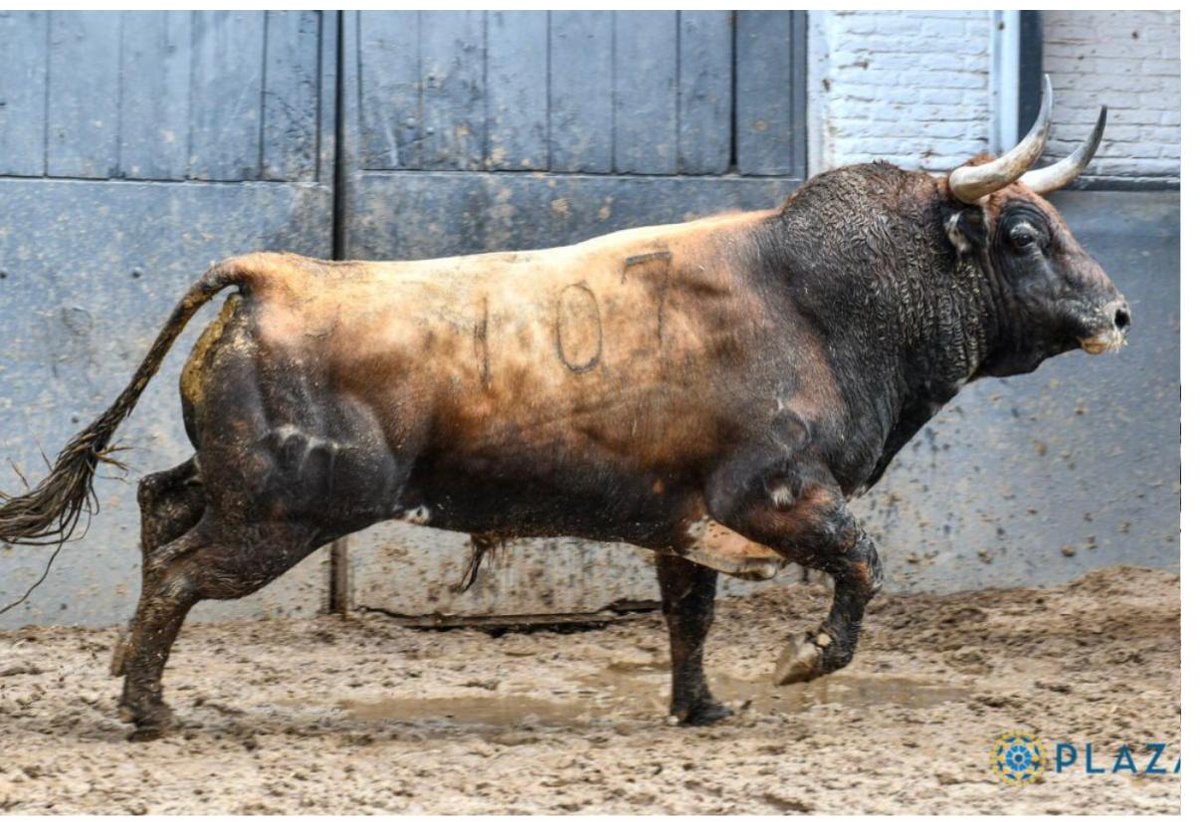 Ganadería EL PILAR tweet media