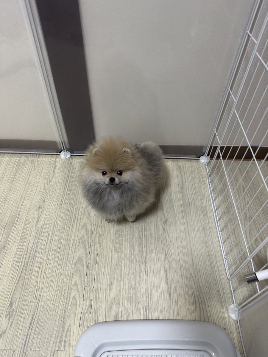 これは、「ポメラニアンの赤ちゃん」と投稿したにも関わらず、海外の方から「かわいいタヌキの赤ちゃん」と言われた毛玉