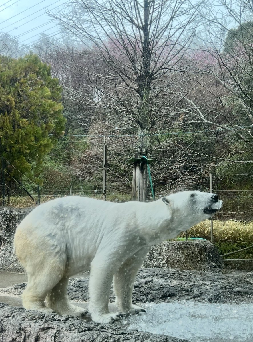 くまとねこ (@bear_87cat) / Posts / X