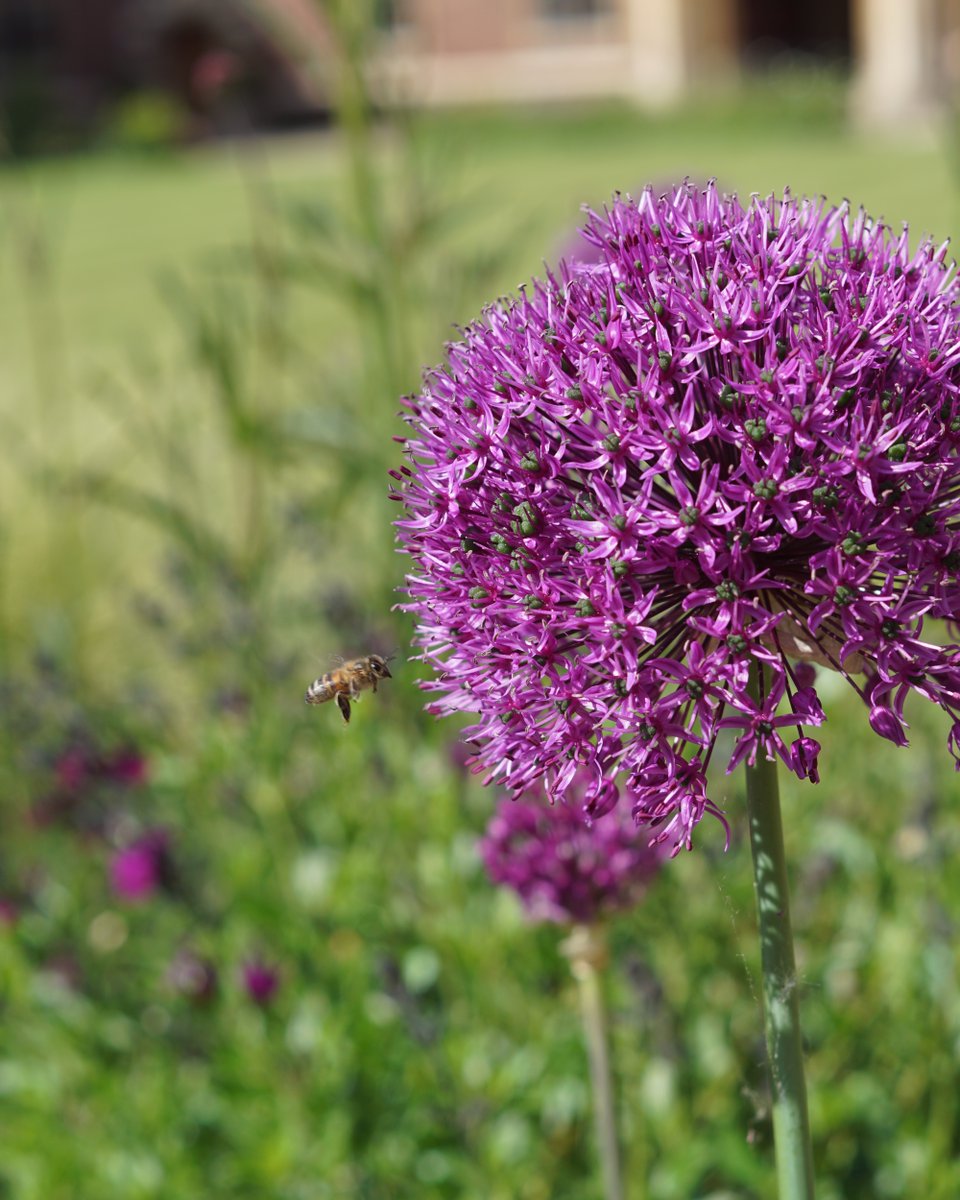 Catz_Cambridge's tweet image. We're looking for an enthusiastic &amp;amp; skilled #gardener 💚 Our green spaces benefit our community &amp;amp; local wildlife so we've created a new full-time gardening role to improve &amp;amp; maintain gardens across our sites in central Cambridge. Apply by 12 March at caths.cam.ac.uk/gardener