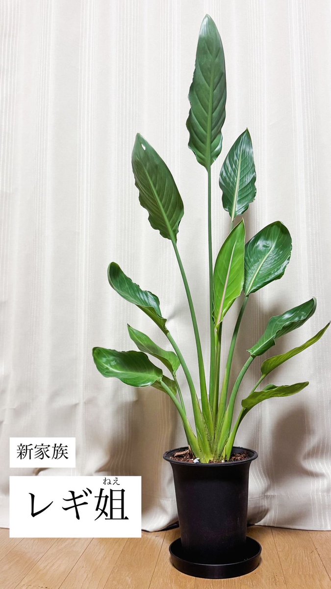 Post by たろまるようた on X: 🙏🏽