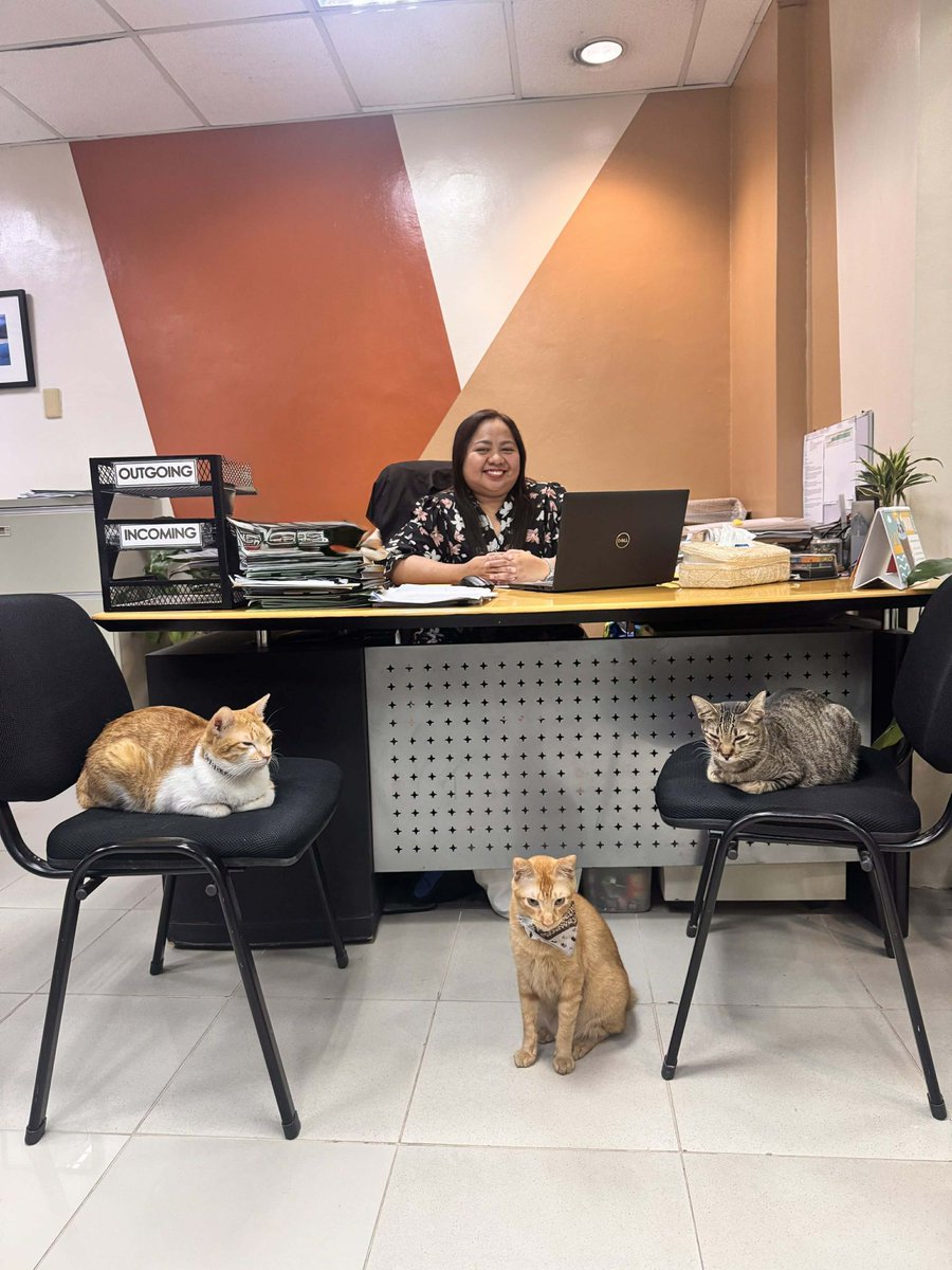 CatWorkers's tweet photo. These three cats work in a mall. As well their regular mousing and greeting customer duties, they also spend some time behind the scenes as office cats!

📸 mingmingwcc https://t.co/vDs1fA24Vk