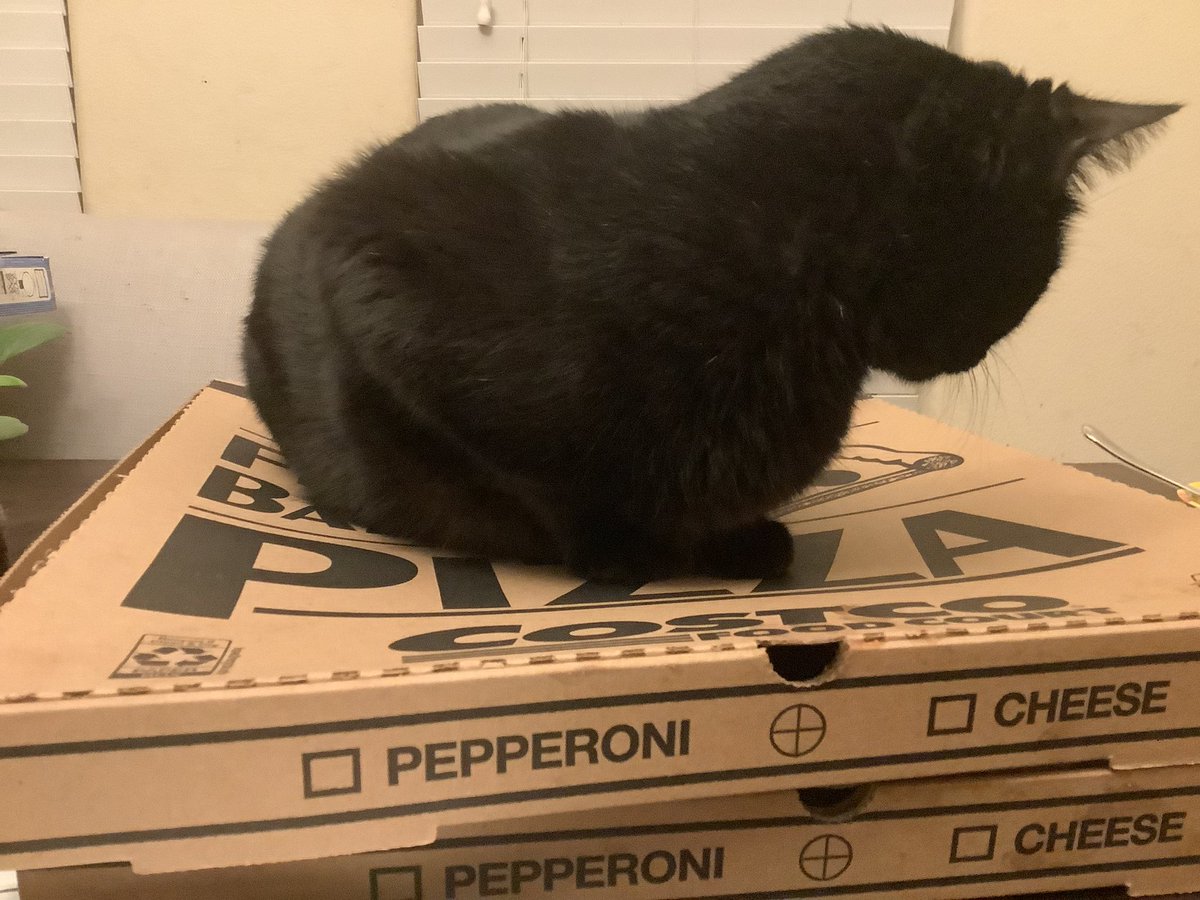 why my cat pro ana bruh