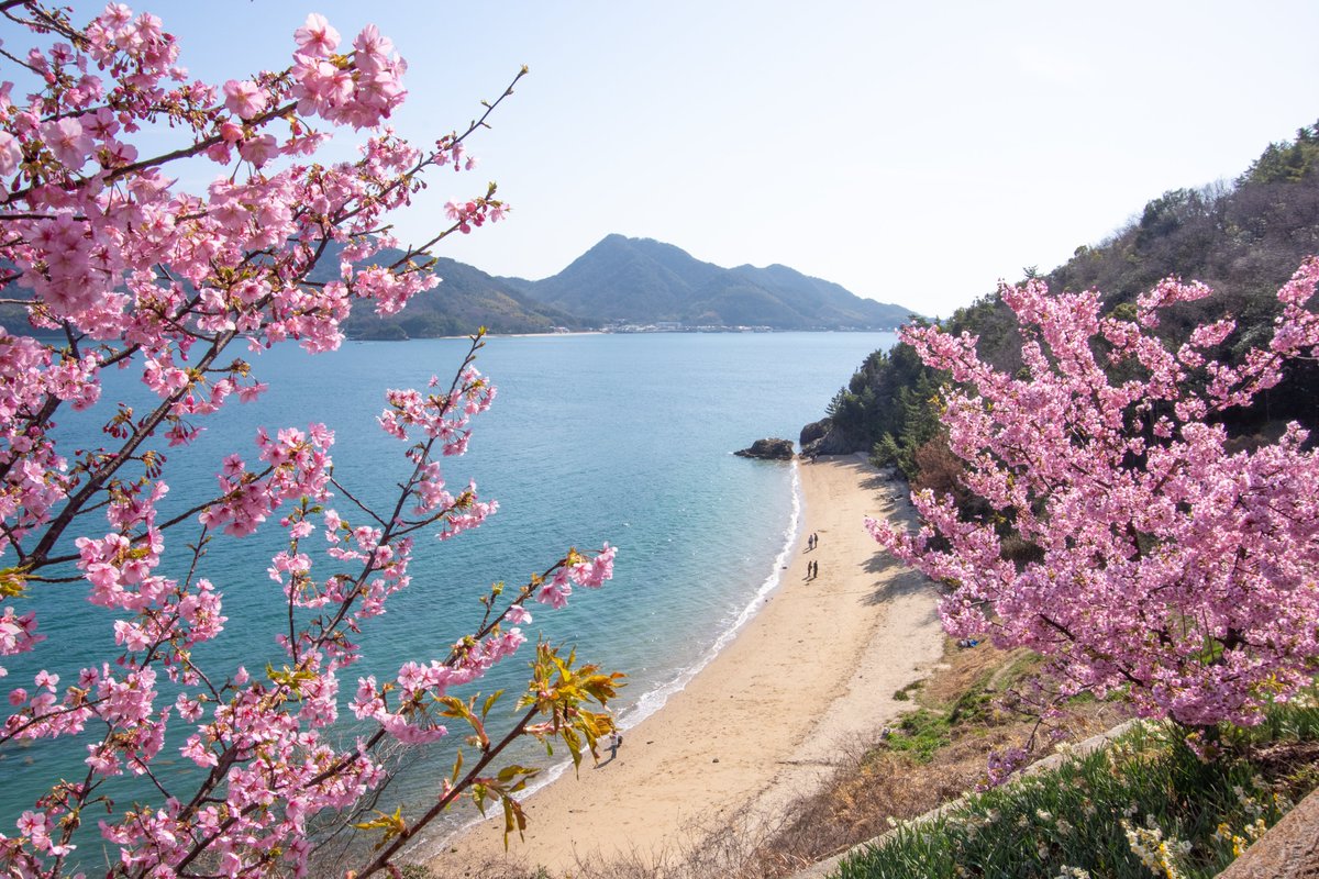 お花見情報】因島・船隠し公園の河津桜が見ごろを迎えています 桜と