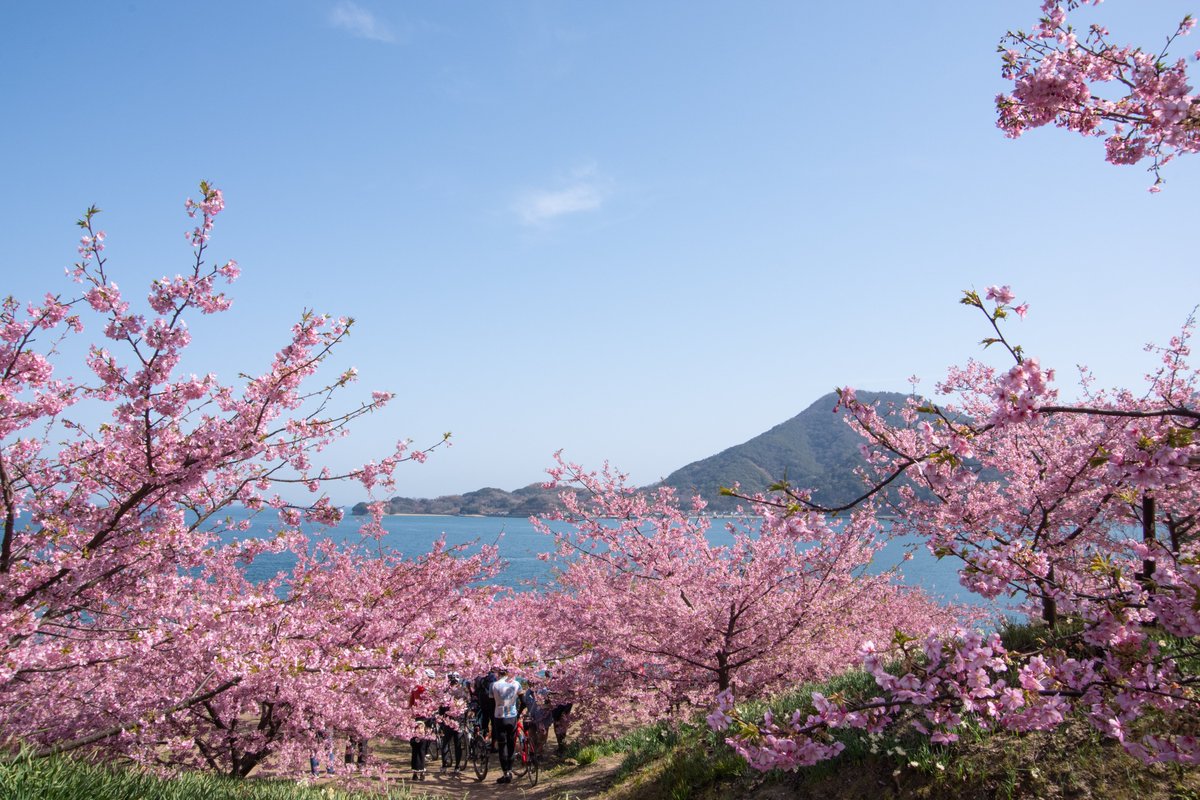 お花見情報】因島・船隠し公園の河津桜が見ごろを迎えています 桜と