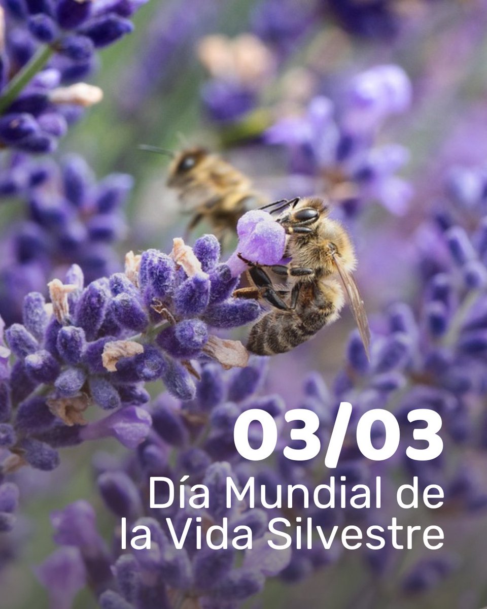 Fundación Vida Sostenible tweet media