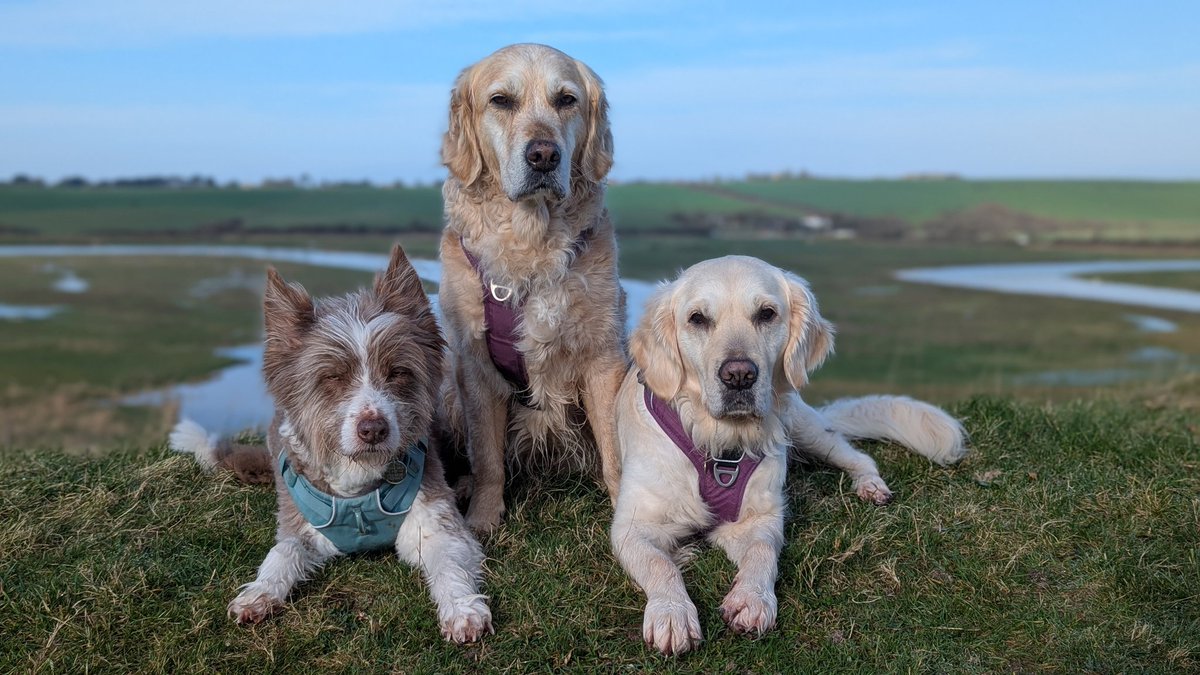 Bramber Bears💜 tweet media