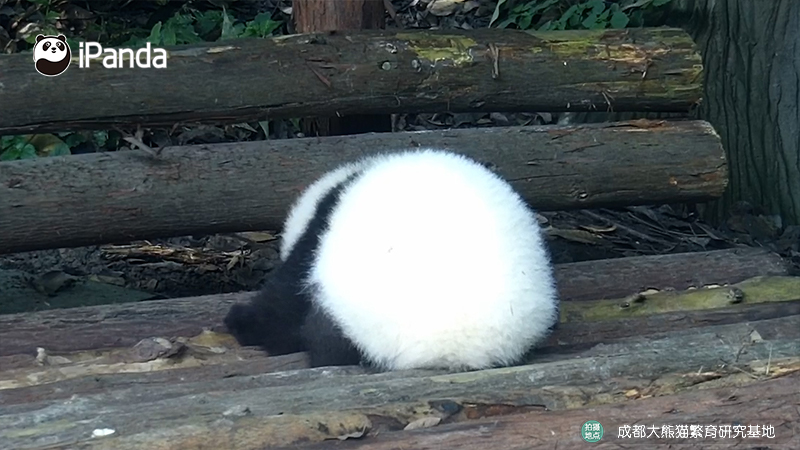 ipandacom's tweet image. Breaking news: Oversized Tangyuan (glutinous rice ball) spotted roaming freely!   

#PandaPic #LanternFestival #ChengduPandaBase #PandaFun #HappyChineseNewYear  #HappyTheYearOfTheHorse  

For more panda information, please check out: en.ipanda.com