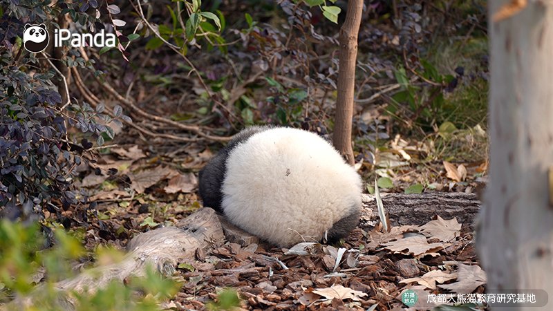 ipandacom's tweet image. Breaking news: Oversized Tangyuan (glutinous rice ball) spotted roaming freely!   

#PandaPic #LanternFestival #ChengduPandaBase #PandaFun #HappyChineseNewYear  #HappyTheYearOfTheHorse  

For more panda information, please check out: en.ipanda.com