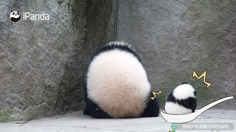 ipandacom's tweet image. Breaking news: Oversized Tangyuan (glutinous rice ball) spotted roaming freely!   

#PandaPic #LanternFestival #ChengduPandaBase #PandaFun #HappyChineseNewYear  #HappyTheYearOfTheHorse  

For more panda information, please check out: en.ipanda.com