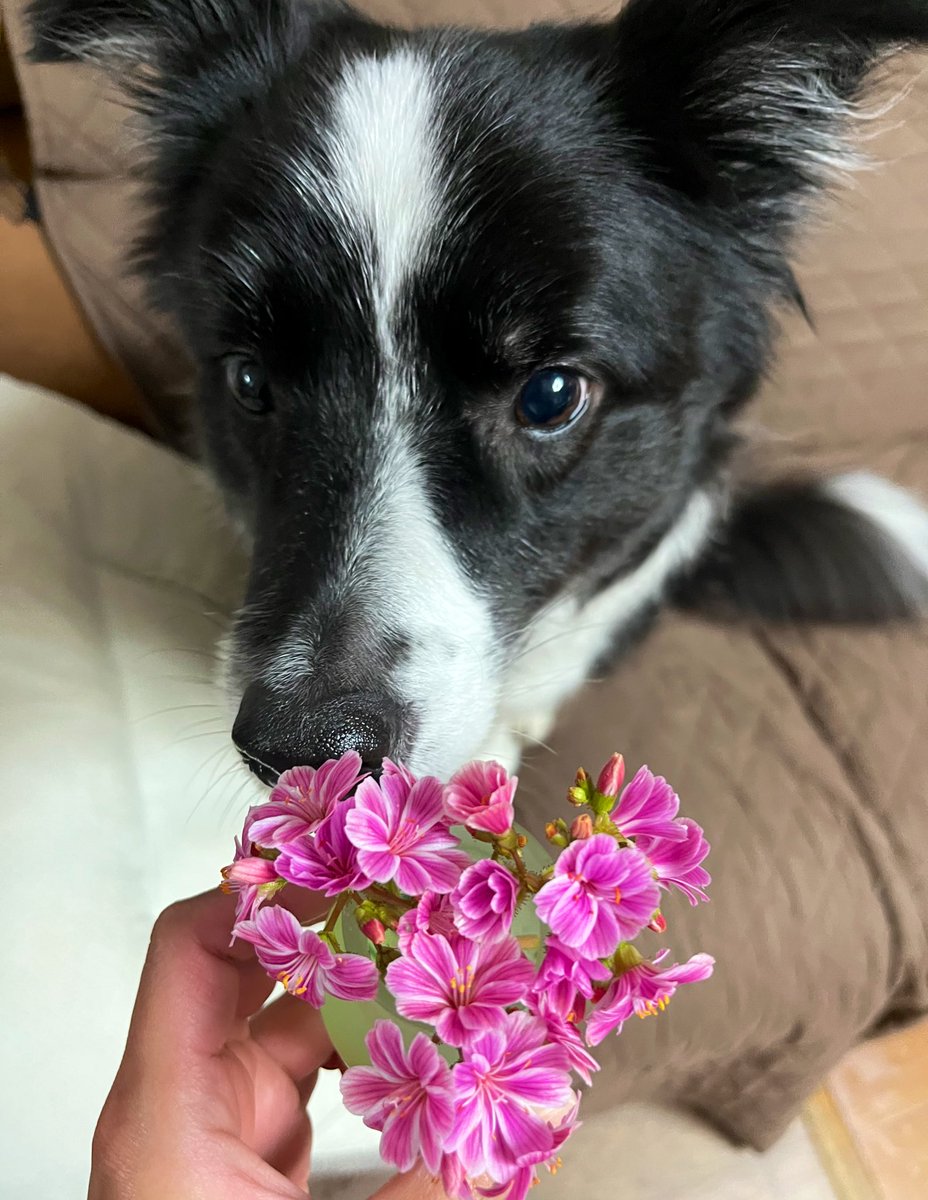 Luke_tsuru's tweet photo. 今日は日差しが少し暑かったな☀️
庭の花も咲き出したな🏵️🐕 https://t.co/DEMWMzc2aR