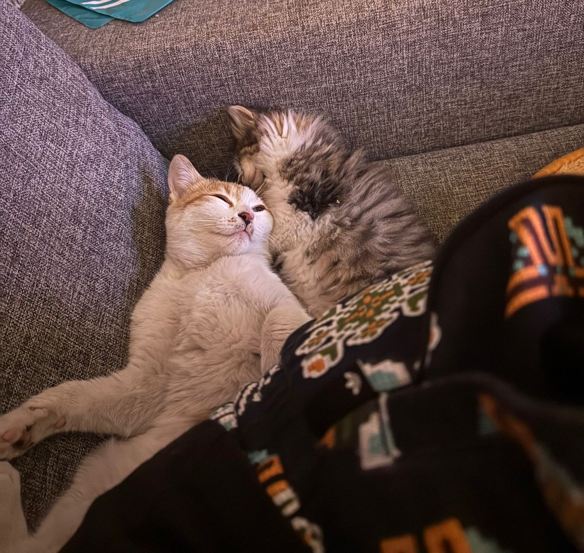 İşte yeni yuvamdan bi foto! 🥹 Babam benim için 2,300km yol geldi, ve şimdi İstanbul'dayım. Size söylemeyi unuttum, aynı sokaktaki kamkimi de evlat edindi biricik babam. Ona Katmer, bana Mumbar ismini koydu. Biz çok mutluyuz, lütfen siz de sokaktaki kamkilerimi unutmayın. 🥹