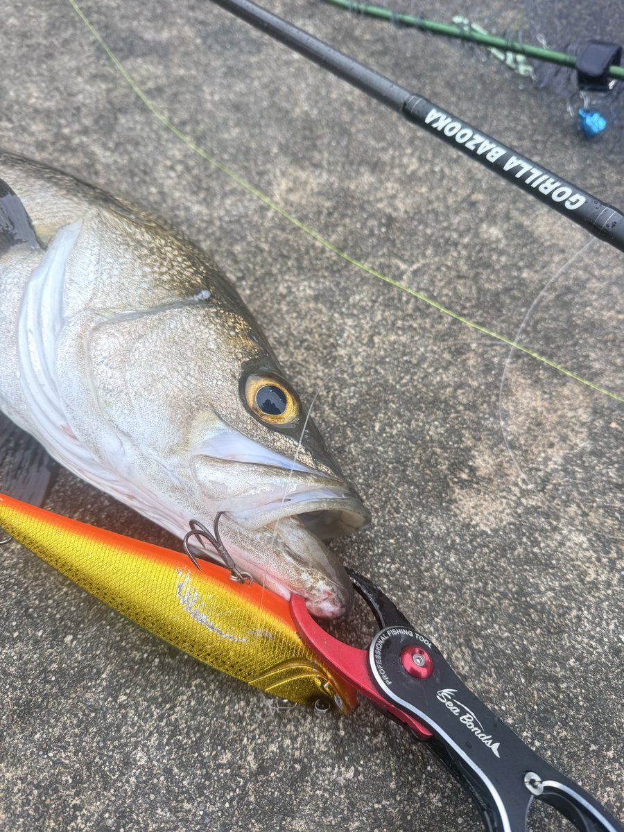 AKIRA_AKIRA_AK's tweet image. ベイトが海底付近に居るので、コレでしか反応が無い💦
ディープベイト強し！！
ゴリラバズーカで余裕で投げれちゃう
 #ELEMENTS  #ディープベイト #LONGIN2011 #ゴリラバズーカ  #シーバス  #ルアーフィッシング #ビッグベイト