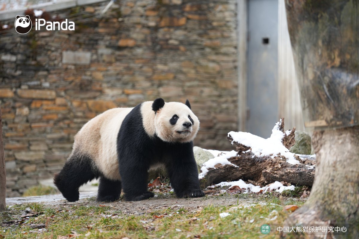 ipandacom's tweet image. No shyness, no filter- just a handsome panda getting the vibe and totally knowing it. (Qiao Lin)  

#PandaPic #CCRCGP #PandaLife  

For more panda information, please check out: en.ipanda.com