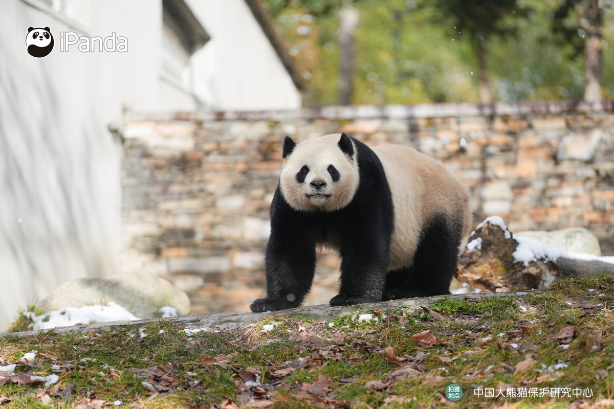 ipandacom's tweet image. No shyness, no filter- just a handsome panda getting the vibe and totally knowing it. (Qiao Lin)  

#PandaPic #CCRCGP #PandaLife  

For more panda information, please check out: en.ipanda.com