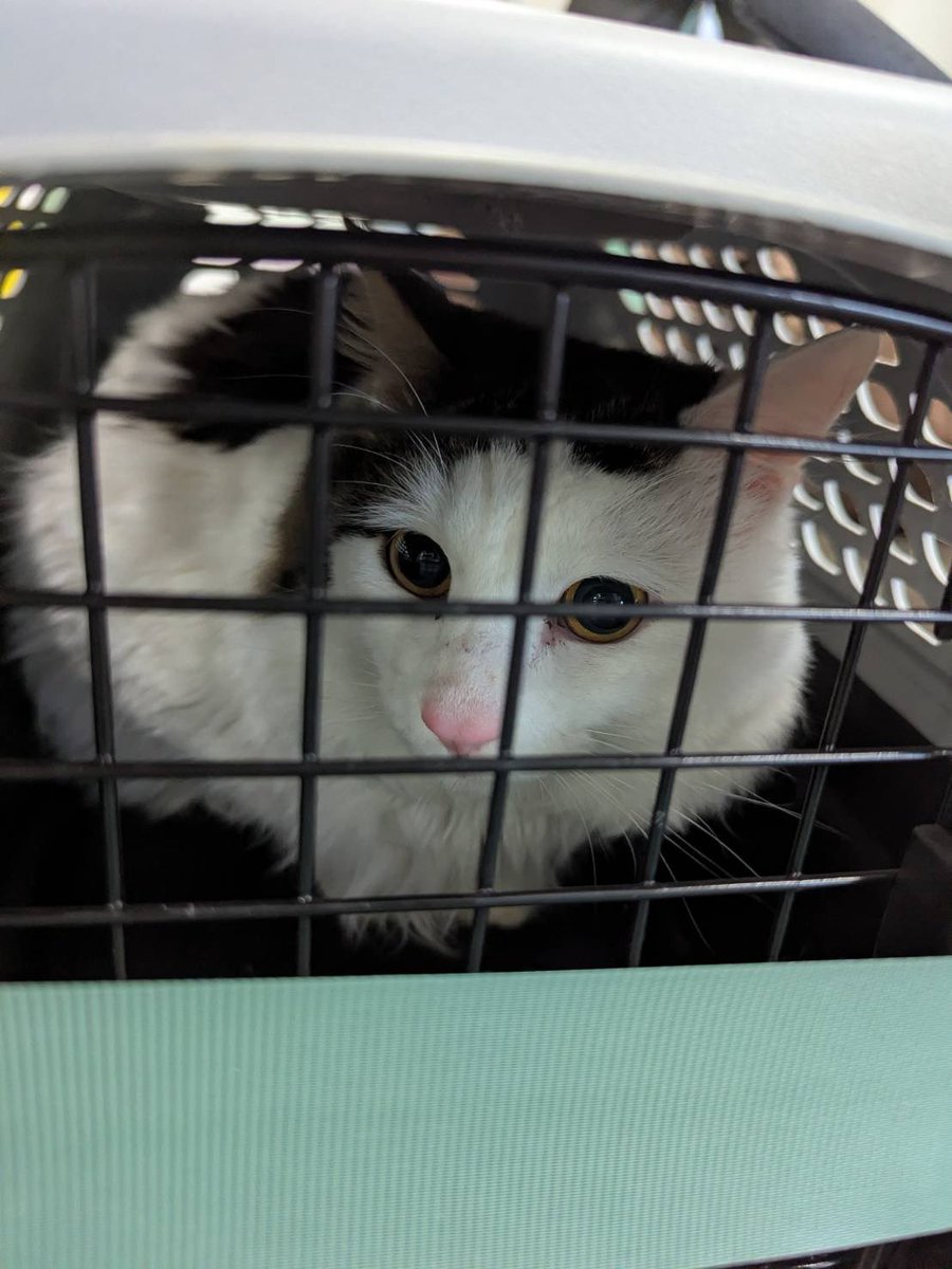 認定NPO法人CAIT SITH(ケット・シー)《公式》 (@CaitSith502) / Posts / X