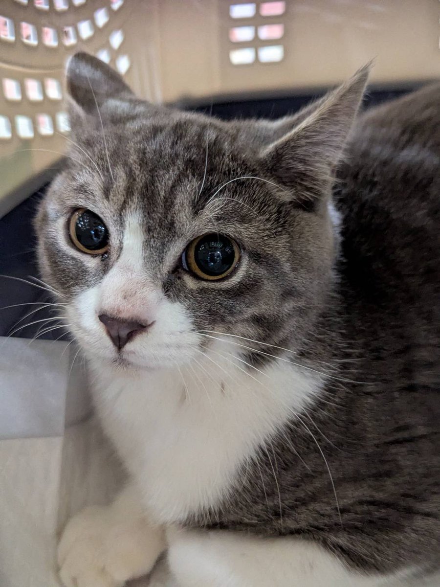 認定NPO法人CAIT SITH(ケット・シー)《公式》 (@CaitSith502) / Posts / X