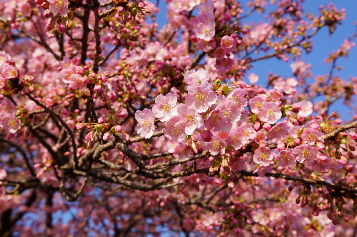 MKF_2019's tweet photo. 3月1日撮影の愛知県岡崎市の葵桜(河津桜)からもう一枚。朝の斜光線が桜花を浮かび上がらせる。#α57 #葵桜 #河津桜 https://t.co/1ELHGpTCU5