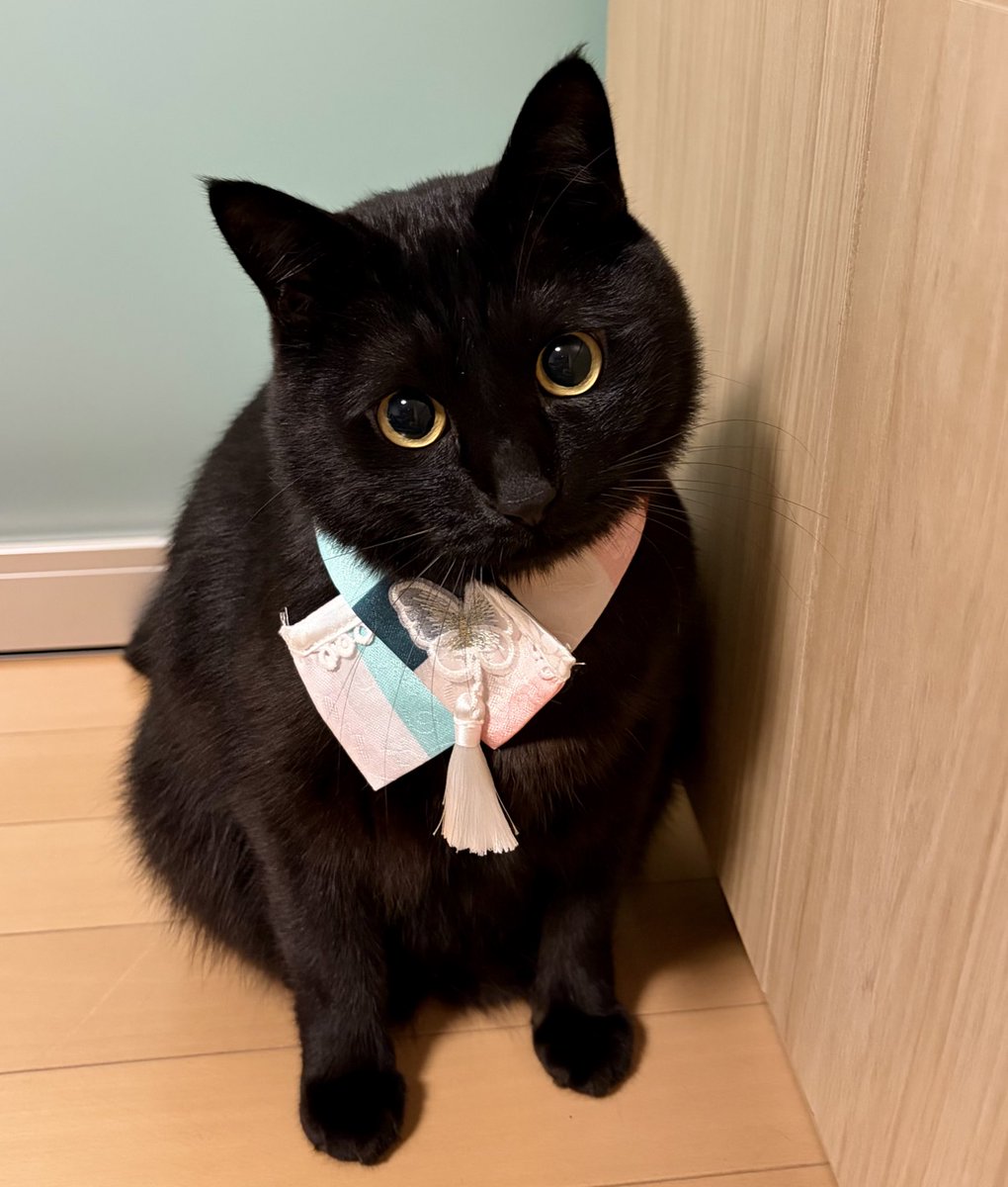uni_kuroneko's tweet photo. ひなまつりだけど、チマチョゴリ。🌸

#黒猫 https://t.co/S4uPoTVKoZ