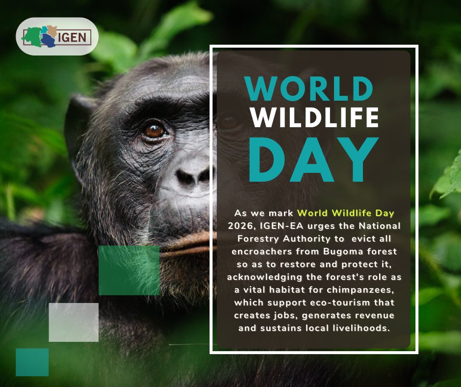 WemUganda's tweet photo. On this #WorldWildlifeDay, together with our partners under @IGENEastAfrica, we call on @NFAUG to evict all encroachers from Bugoma Forest and restore it as a habitat for chimpanzees.

Bugoma is a critical ecosystem that supports biodiversity, protects livelihoods, and safeguards the future of our wildlife. Protecting it is not optional — it is urgent.

Let’s act now to defend our forests and the species that depend on them. 🌳🐒 @AfiegoUg @NGCug1
@ugwildlife @YGCUganda #ProtectBugoma #WildlifeConservation #SaveOurForests